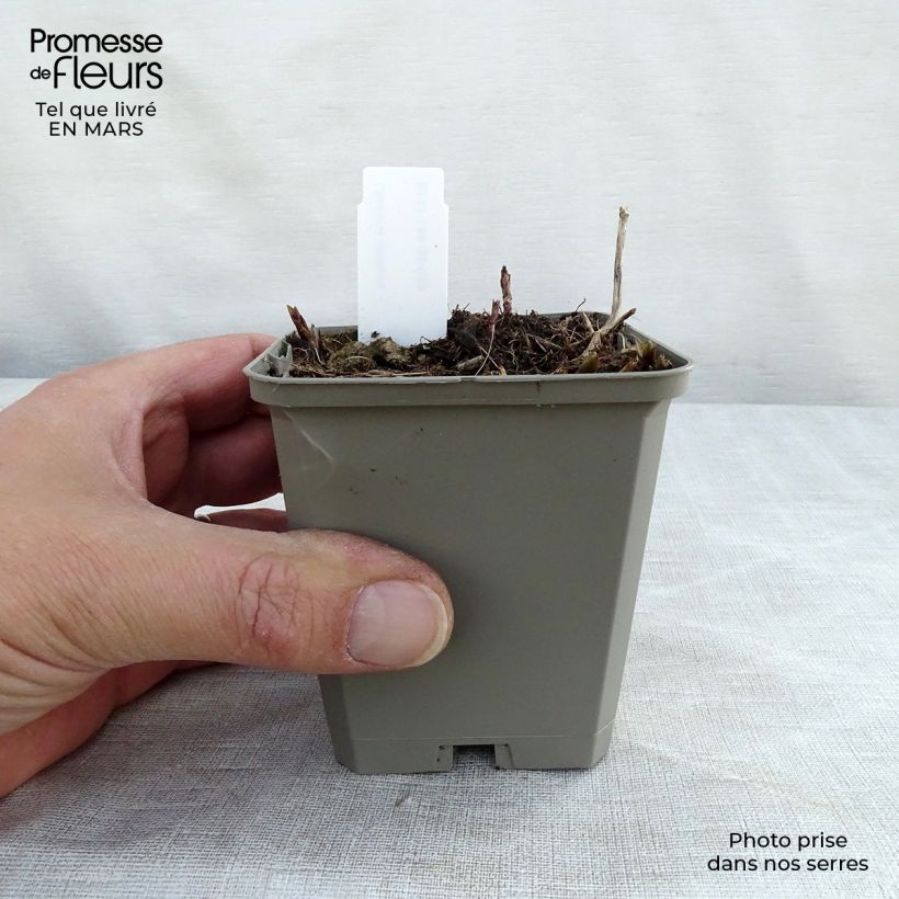 Example of Chelone obliqua - Galane oblique Godet de 8/9 cm as you get in printemps