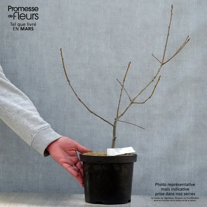 Example of Chêne de Hongrie - Quercus frainetto Pot de 4L/5L as you get in printemps