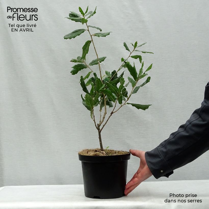 Example of Chêne de Turner - Quercus turneri pseudoturneri Pot de 4L/5L as you get in printemps