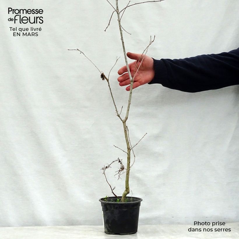Example of Chêne pédonculé - Quercus robur Pot de 2L/3L as you get in printemps