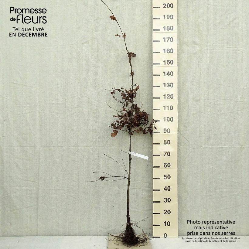 Example of Chêne pédonculé - Quercus robur Racines nues as you get in hiver