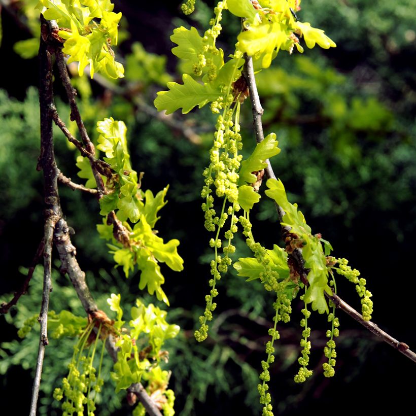 Chêne rouvre - Quercus petraea (Flowering)