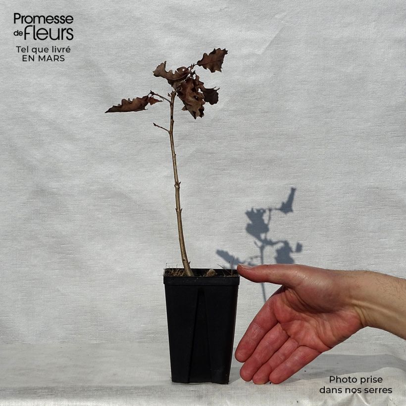 Example of Chêne rouvre - Quercus petraea Godet de 8/9 cm as you get in printemps