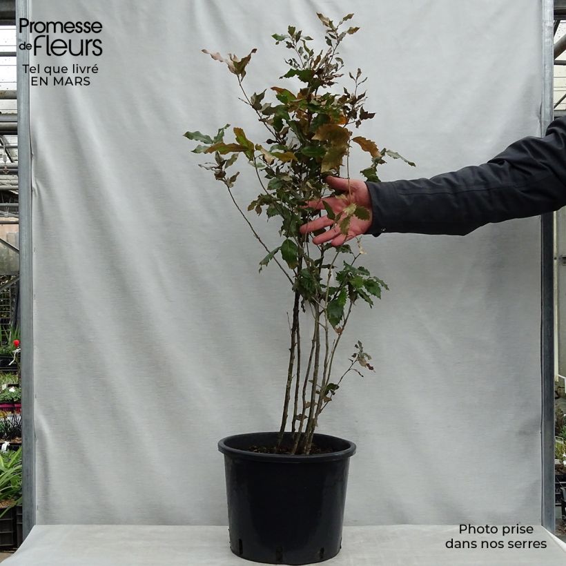 Example of Chêne vert - Quercus ilex  Pot de 7,5L/10L as you get in printemps
