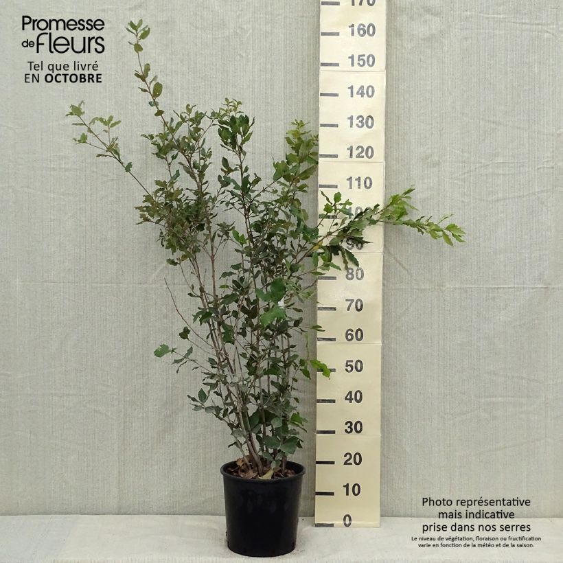 Spécimen de Chêne vert - Quercus ilex  Pot de 6L/7L, Buisson tel que livré en automne