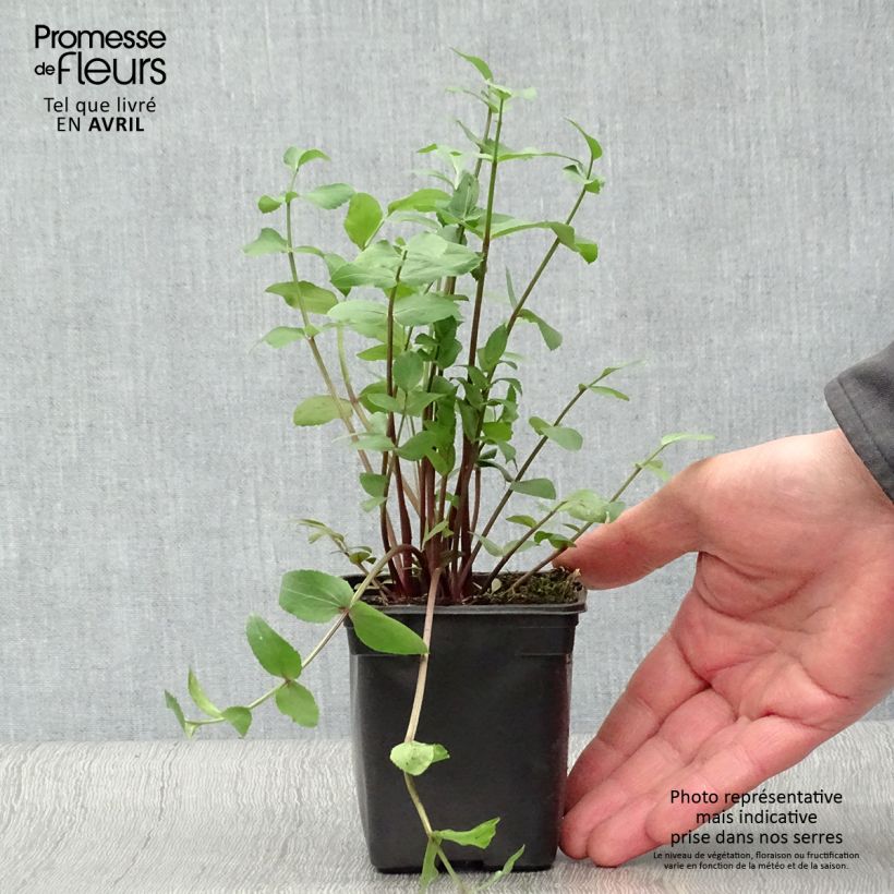 Spécimen de Chervis BIO - Sium sisarum Godet de 8/9 cm tel que livré au printemps