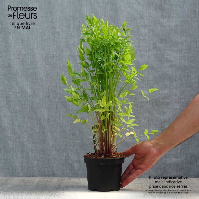 Spécimen de Chervis - Sium sisarum Pot de 1,5L/2L tel que livré au printemps