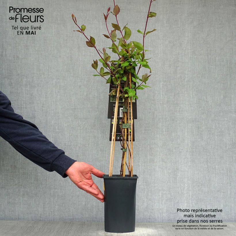 Example of Chèvrefeuille Belgica Select - Lonicera periclymenum Pot de 1,5L/2L as you get in printemps