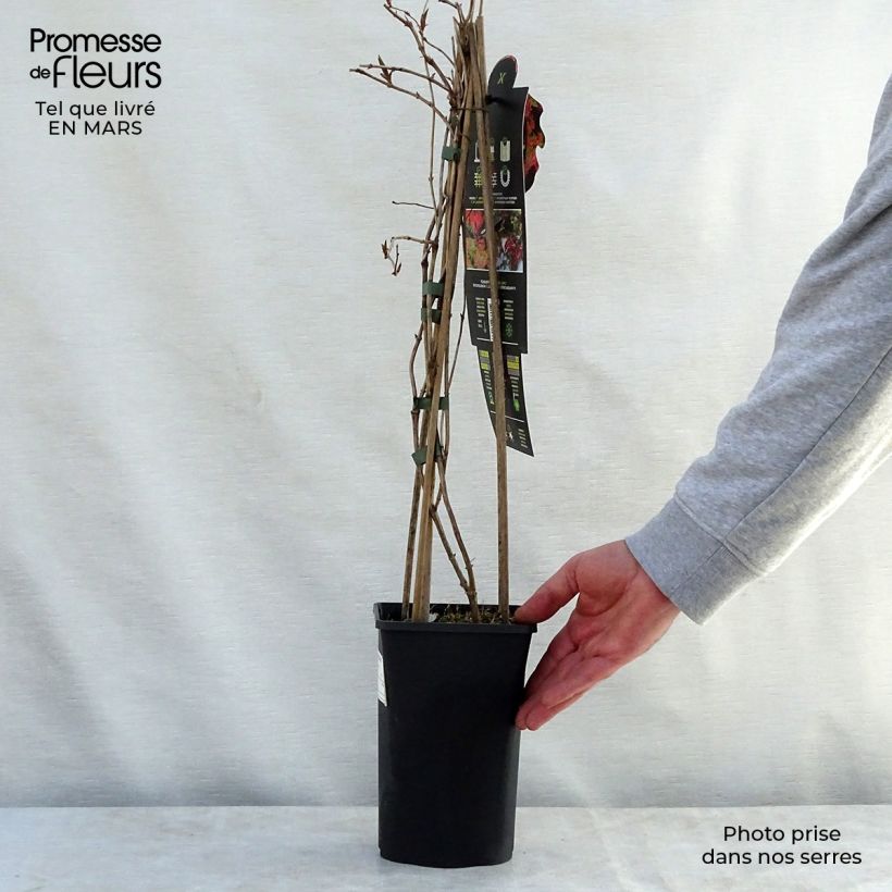 Example of Chèvrefeuille grimpant Dropmore Scarlet - Lonicera (x) brownii Pot de 2L/3L as you get in printemps