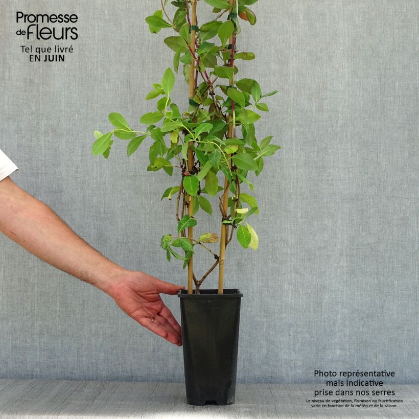 Spécimen de Chèvrefeuille - Lonicera Caprilia Impérial cov Pot de 2L/3L tel que livré au printemps