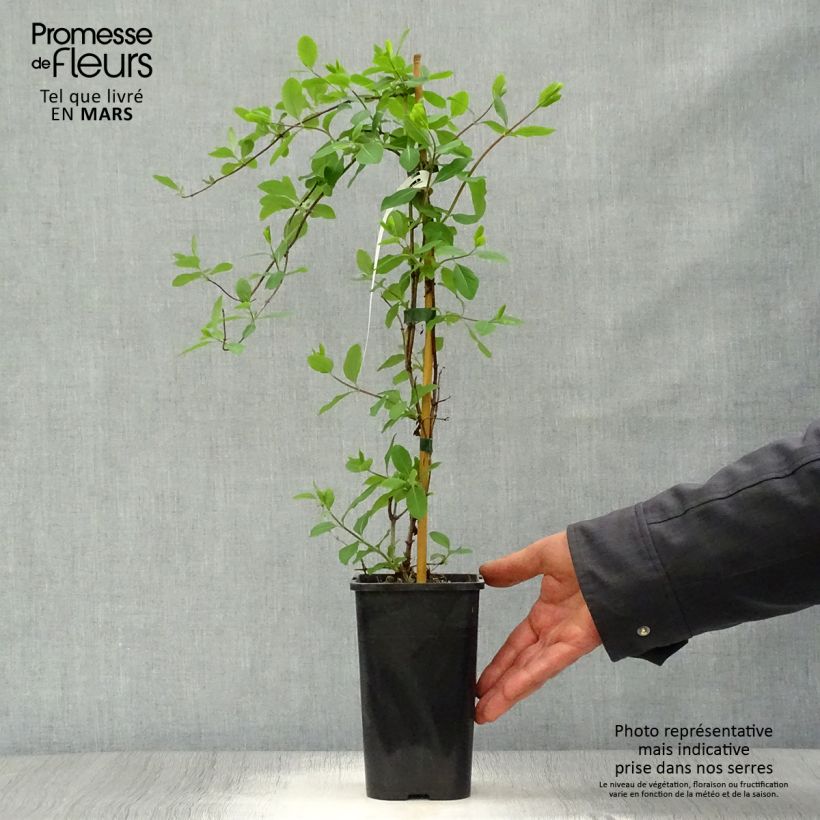 Example of Chèvrefeuille - Lonicera Mandarin® Pot de 1,5L/2L as you get in printemps