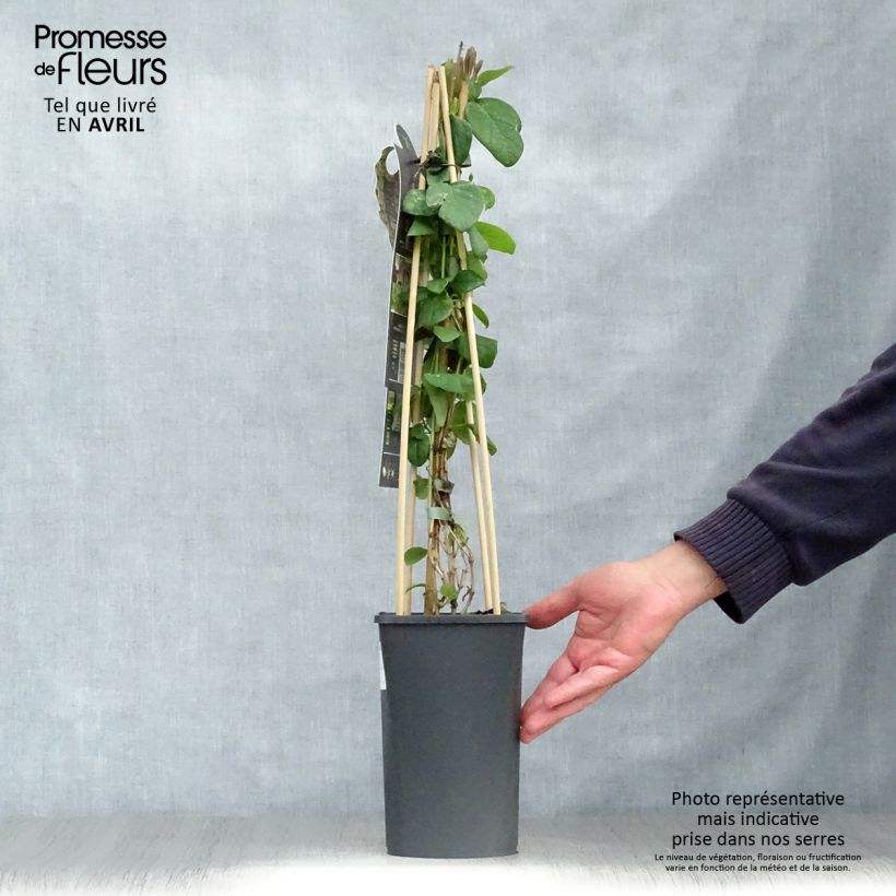 Example of Chèvrefeuille, Lonicera caprifolium Pot de 1,5L/2L as you get in printemps