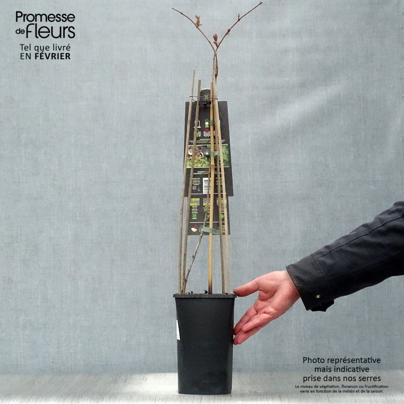 Example of Chèvrefeuille, Lonicera caprifolium Pot de 2L/3L as you get in hiver