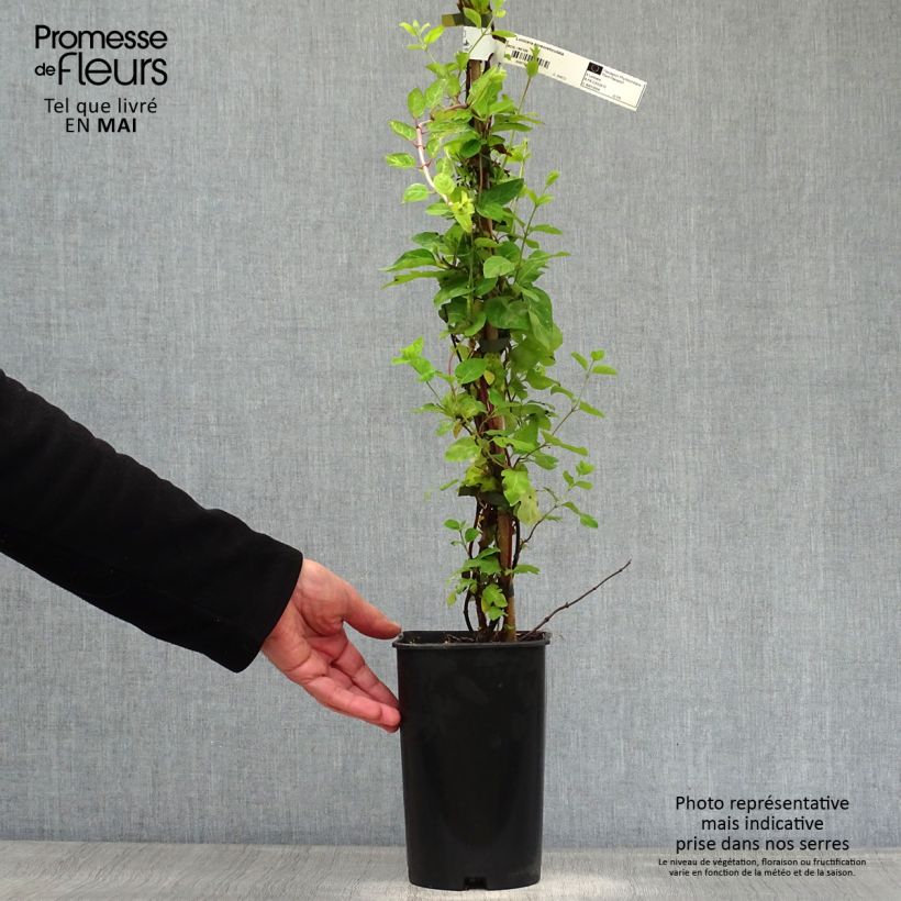 Example of Chèvrefeuille - Lonicera japonica Aureoreticulata Pot de 2L/3L as you get in printemps