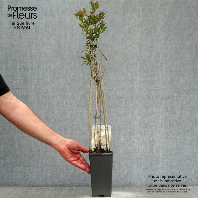 Example of Chèvrefeuille - Lonicera periclymenum Belgica Pot de 1,5L/2L as you get in printemps