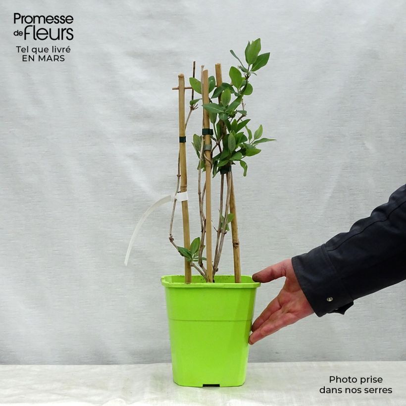 Example of Chèvrefeuille Scentsation - Lonicera periclymenum Pot de 3L/4L as you get in printemps