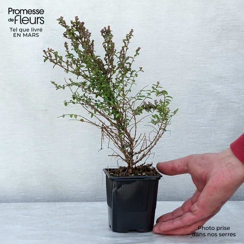 Spécimen de Lonicera nitida Ernest Wilson - Chèvrefeuille à feuilles de buis Godet de 8/9 cm tel que livré au printemps