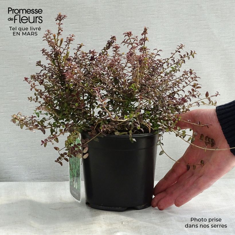 Spécimen de Lonicera nitida Ernest Wilson - Chèvrefeuille à feuilles de buis Pot de 1L/1,5L tel que livré au printemps