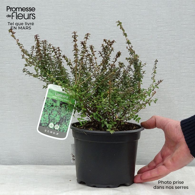 Spécimen de Lonicera nitida Ernest Wilson - Chèvrefeuille à feuilles de buis Pot de 2L/3L tel que livré au printemps