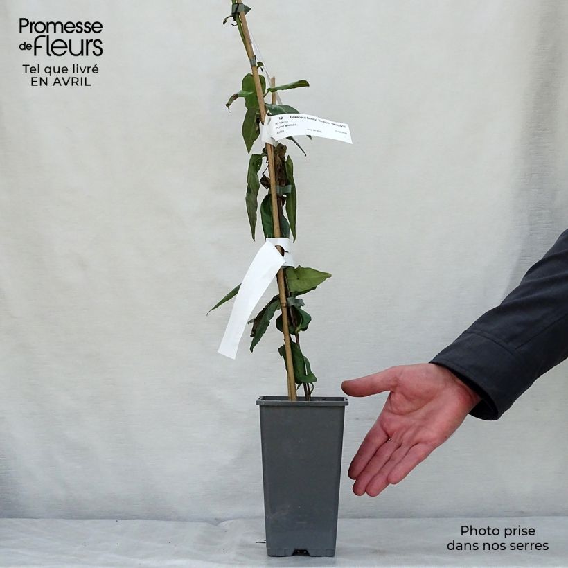 Example of Chèvrefeuille de Henry - Lonicera henryi Copper Beauty Pot de 2L/3L as you get in printemps