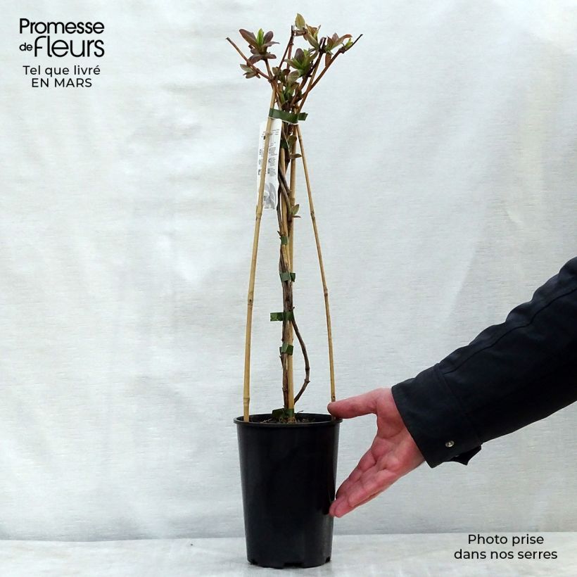 Spécimen de Chèvrefeuille de Tellman - Lonicera tellmaniana Pot de 2L/3L tel que livré au printemps