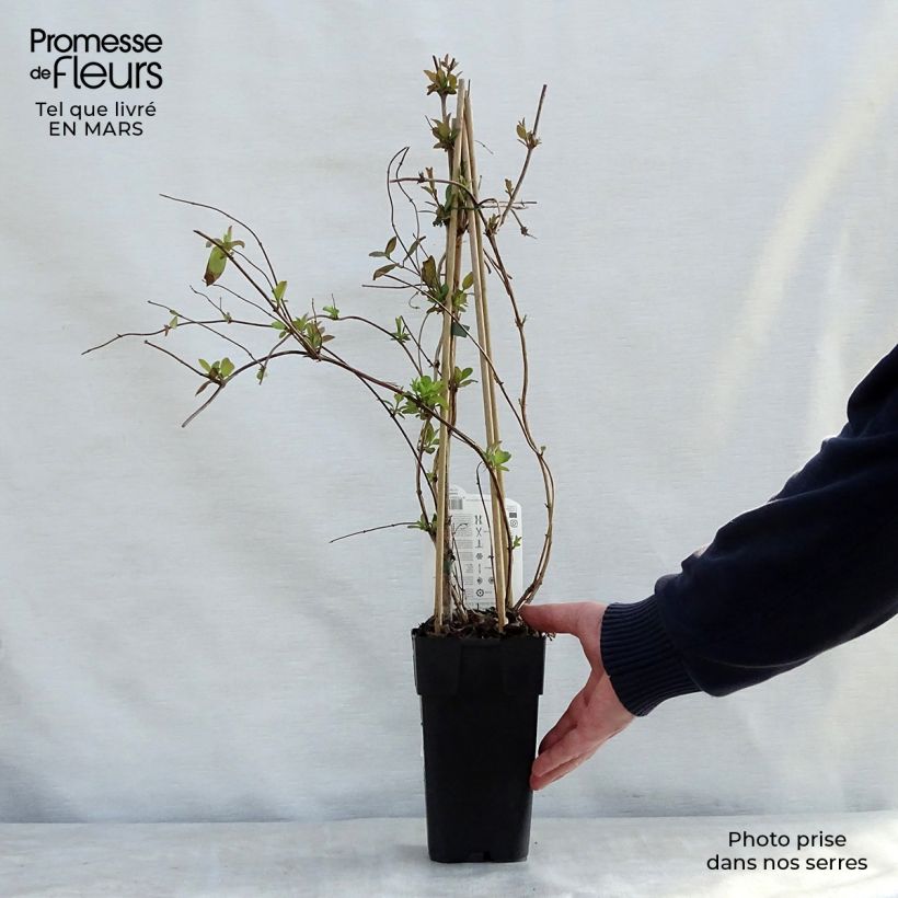 Example of Chèvrefeuille du Japon Halliana - Lonicera japonica Pot de 2L/3L as you get in printemps