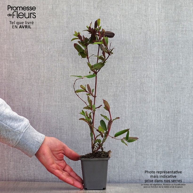 Spécimen de Chèvrefeuille du Japon - Lonicera japonica Dart's Acumen Godet de 8/9 cm tel que livré au printemps