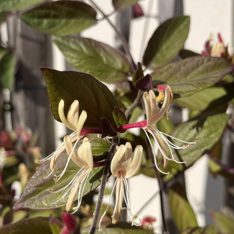 Chèvrefeuille du Japon - Lonicera japonica Sinensis (Flowering)