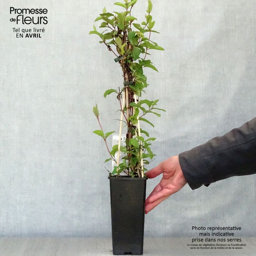 Spécimen de Chèvrefeuille du Japon Red World - Lonicera japonica Pot de 2L/3L tel que livré au printemps