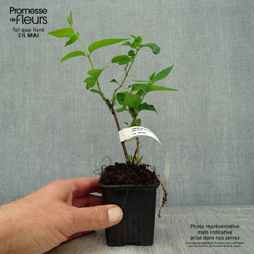 Example of Chèvrefeuille du japon - Lonicera japonica Hall's Prolific Godet de 8/9 cm as you get in printemps