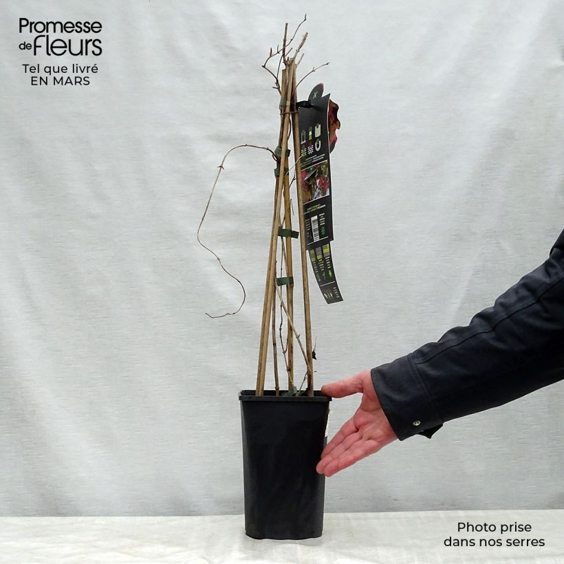 Example of Chèvrefeuille grimpant Dropmore Scarlet - Lonicera (x) brownii Pot de 1L/1,5L as you get in printemps