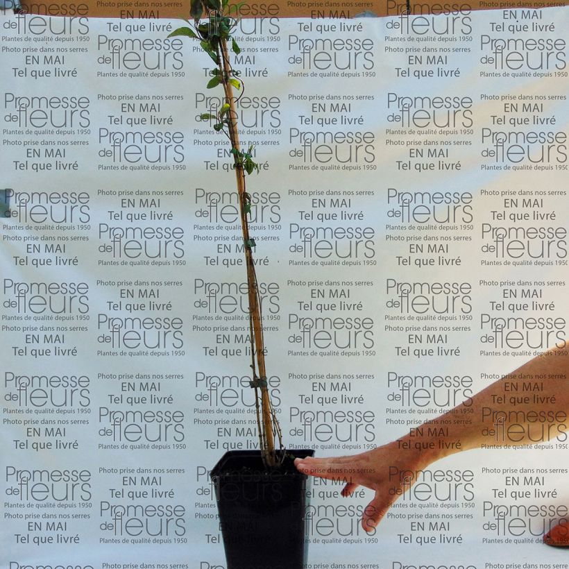 Exemple de spécimen de Chèvrefeuille grimpant - Lonicera periclymenum Fragrant Cloud® Pot de 3L/4L tel que livré