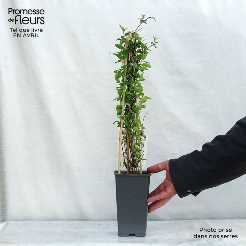 Example of Chèvrefeuille heckrotii Gold Flame - Lonicera Pot de 2L/3L as you get in printemps