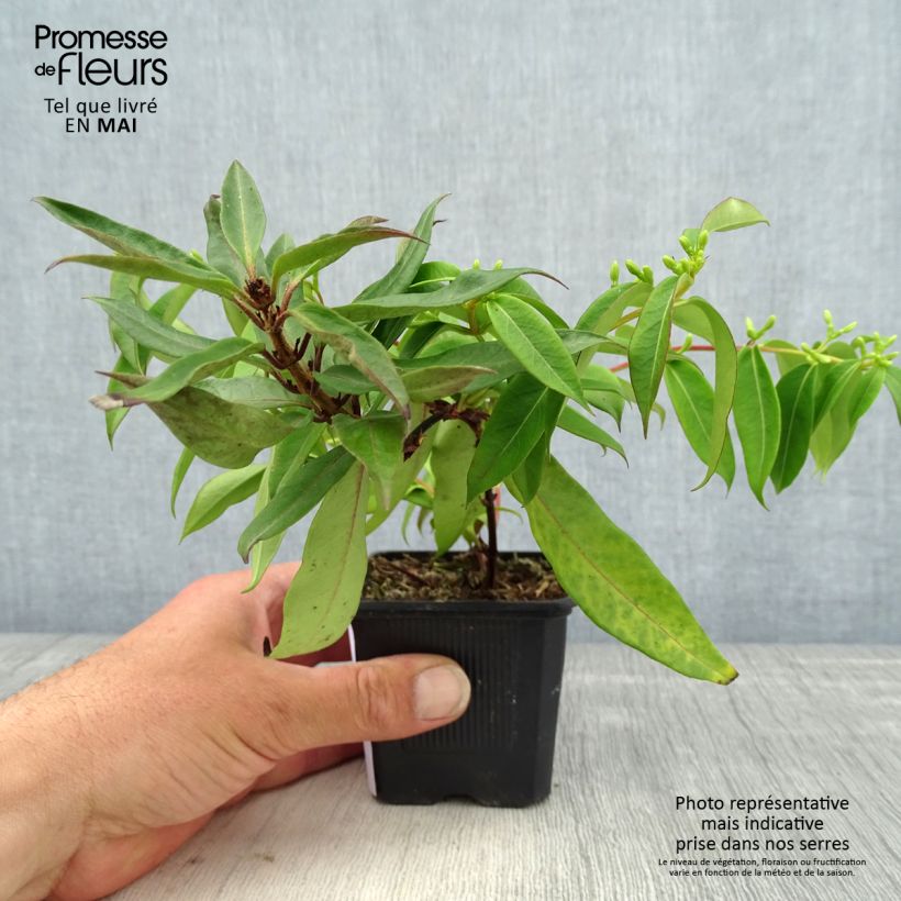 Example of Chèvrefeuille hybride - Lonicera Marinella Godet de 8/9 cm as you get in printemps