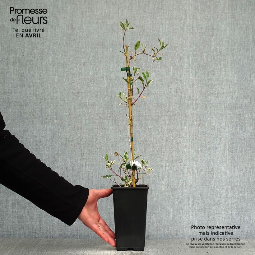 Spécimen de Chèvrefeuille panaché - Lonicera x italica Harlequin Pot de 1,5L/2L tel que livré au printemps