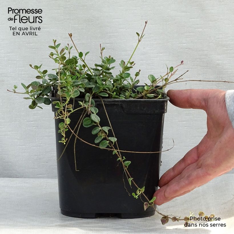 Example of Chèvrefeuille rampant Little Honey - Lonicera crassifolia Pot de 2L/3L as you get in printemps