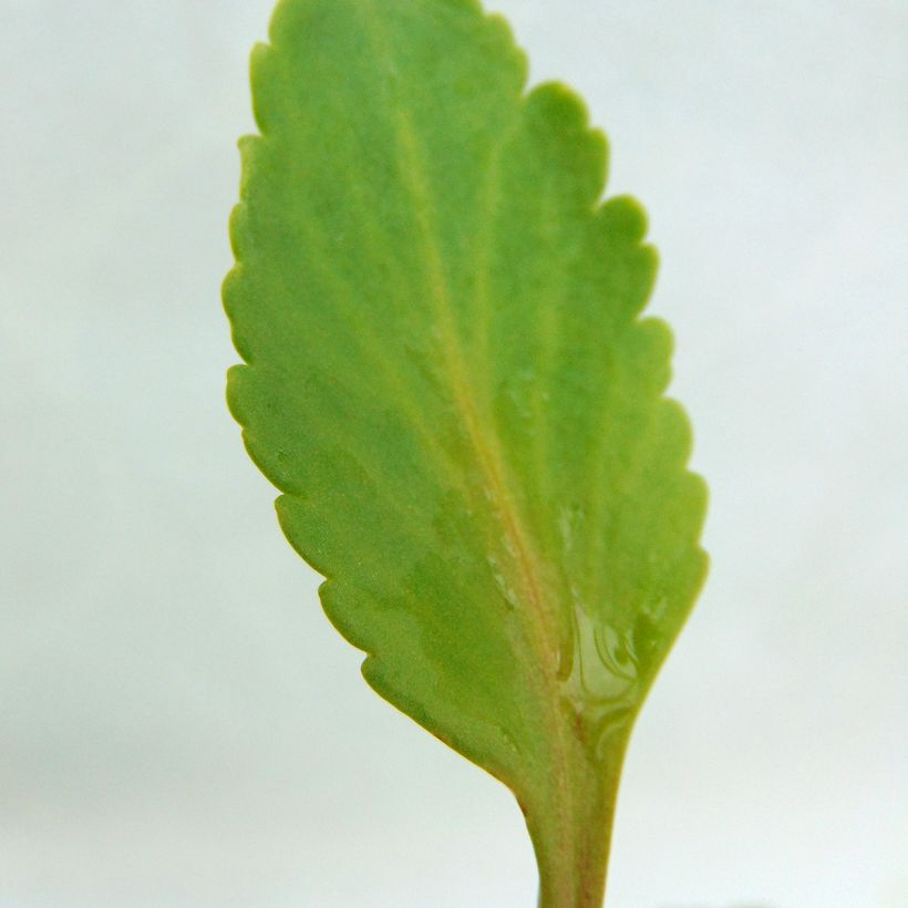 Chiastophyllum oppositifolium - Goutte d'Or (Foliage)