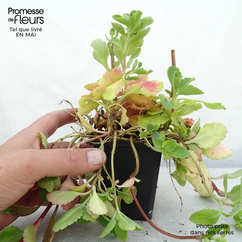 Example of Chiastophyllum oppositifolium - Goutte d'Or Godet de 8/9 cm as you get in printemps