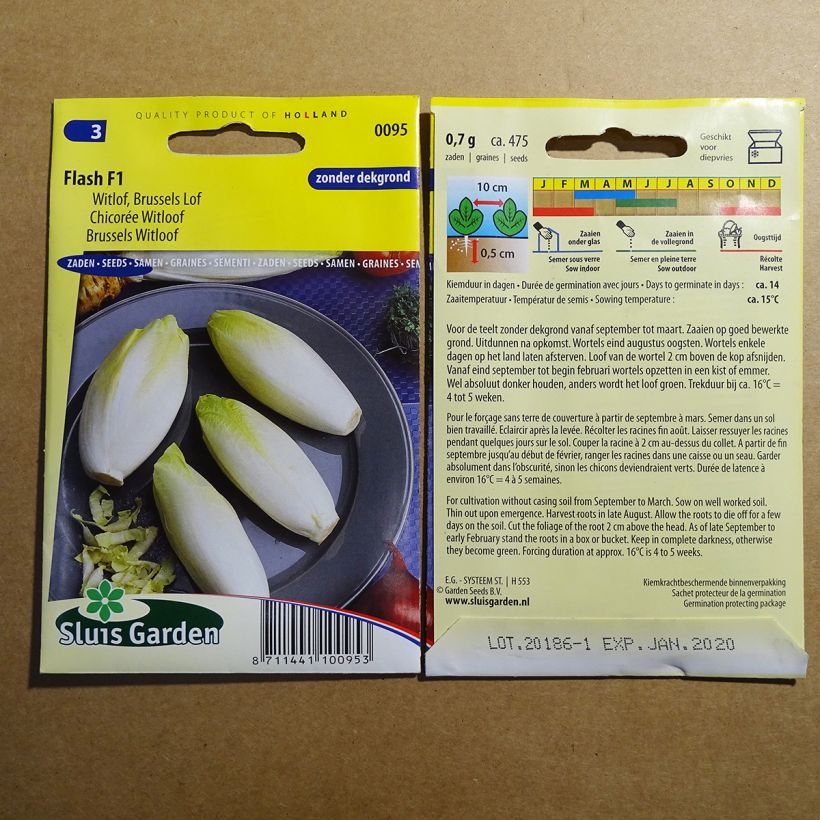 Example of Chicorée Witloof (Endive) Flash F1 - Cichorium intybus foliosum le sachet de 475 graines environ as you get