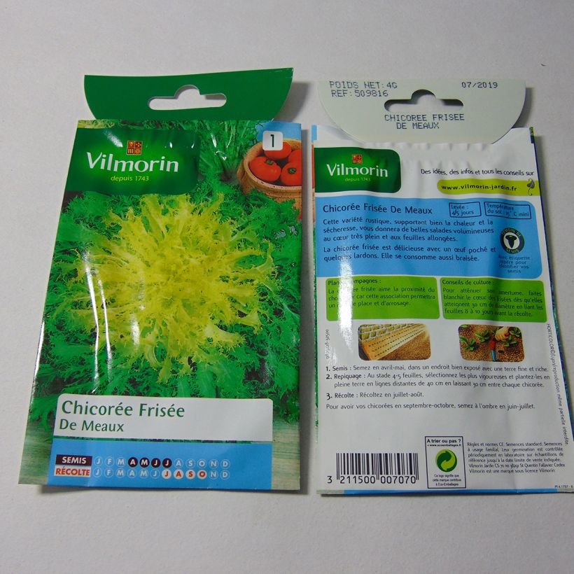 Exemple de spécimen de Chicorée frisée Fine de Meaux - Vilmorin le sachet de 2400 graines environ (4g) tel que livré