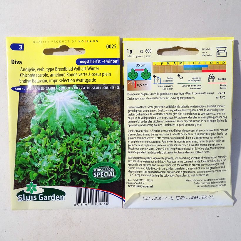 Example of Chicorée scarole Diva - Cichorium endivia var. latifolium le sachet de 600 graines environ (1g) as you get