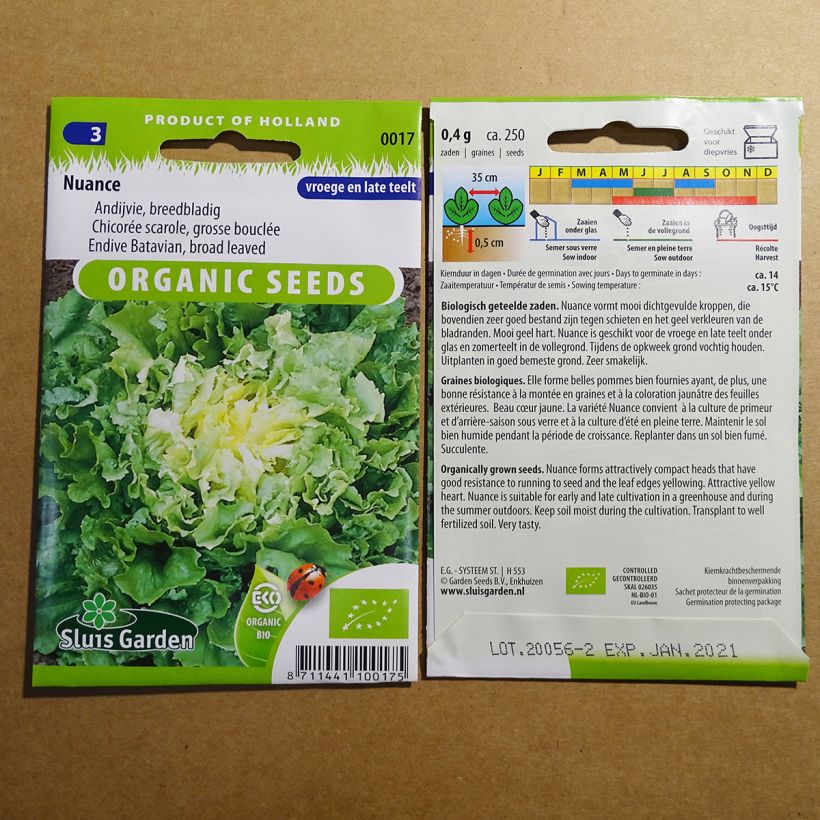 Example of Chicorée scarole Nuance BIO - Cichorium endivia var. latifolium  le sachet de 250 graines environ as you get