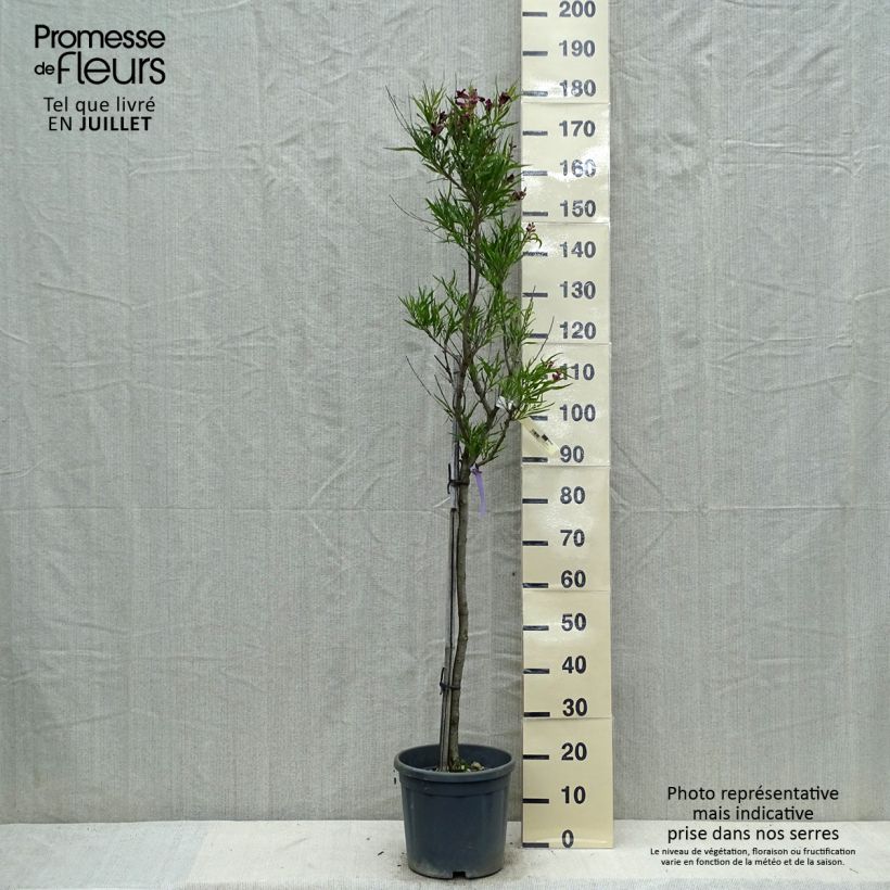 Spécimen de Chilopsis linearis - Saule du désert Pot de 12L/15L, Demi-tige tel que livré en été