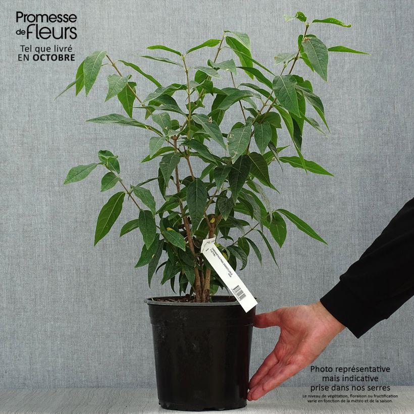 Spécimen de Chimonanthus praecox Grandiflorus Pot de 4L/5L, Buisson tel que livré en automne