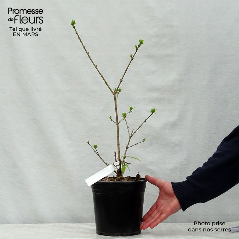 Example of Chimonanthus praecox Grandiflorus Pot de 4L/5L, Buisson, Touffe as you get in printemps