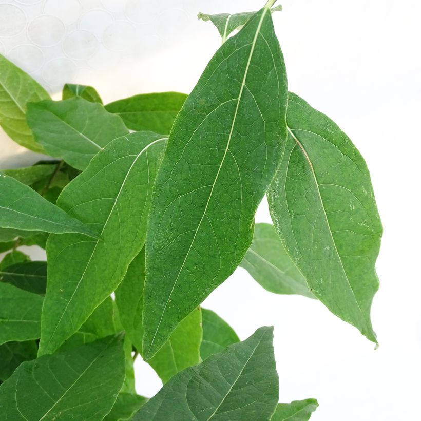 Chimonanthus praecox Grandiflorus (Foliage)