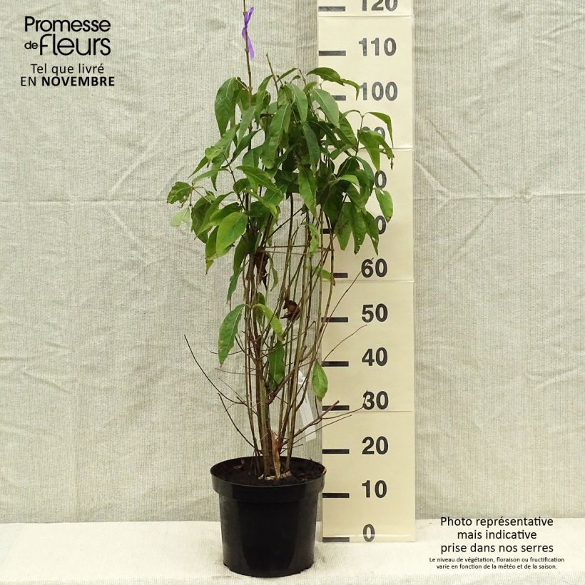 Spécimen de Chimonanthus praecox - Chimonanthe précoce Pot de 7,5L/10L tel que livré en automne