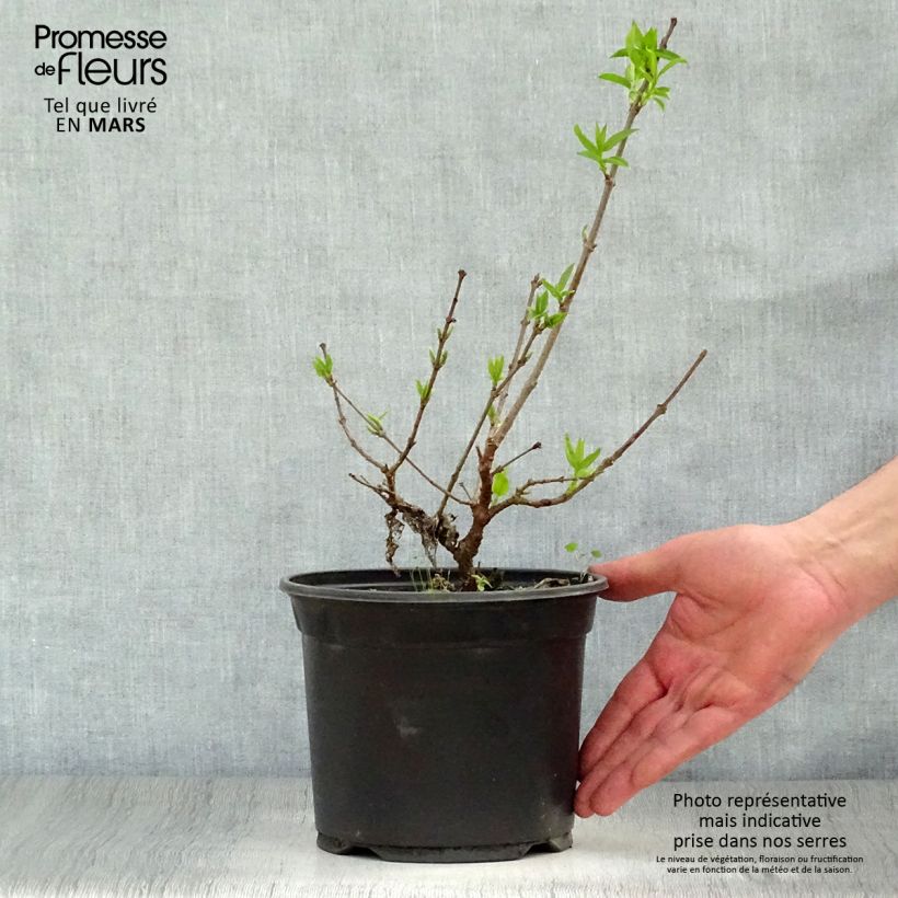 Example of Chimonanthus praecox - Chimonanthe précoce Pot de 3L/4L as you get in printemps