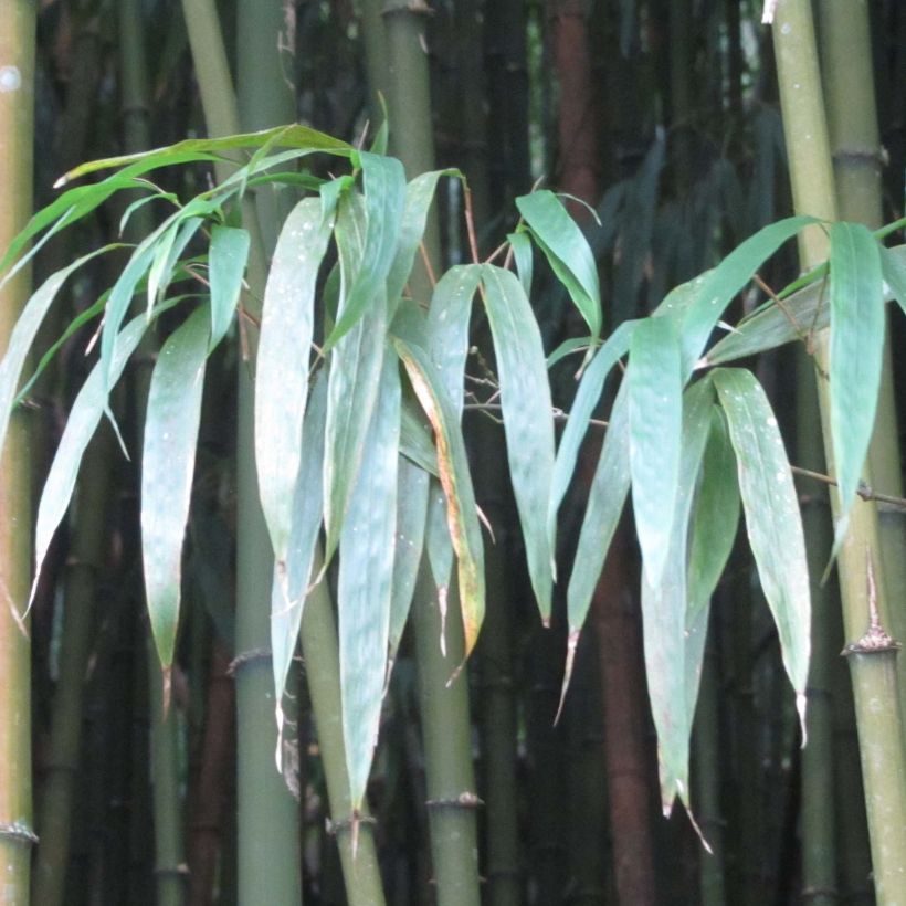 Chimonobambusa quadrangularis - Bambou moyen (Foliage)
