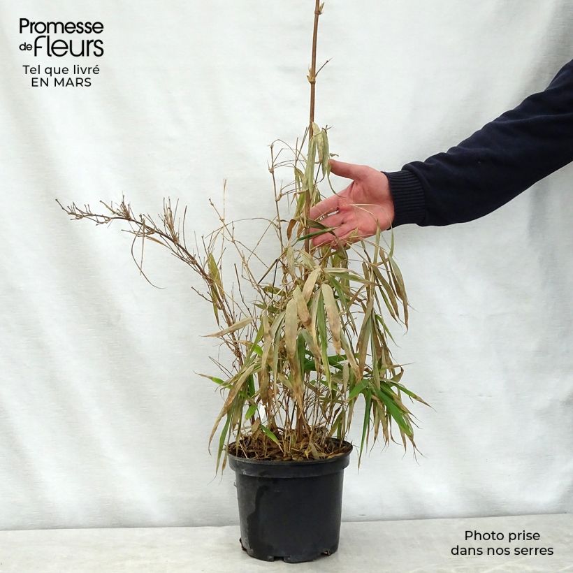 Example of Chimonobambusa quadrangularis - Bambou moyen Pot de 4L/5L as you get in printemps